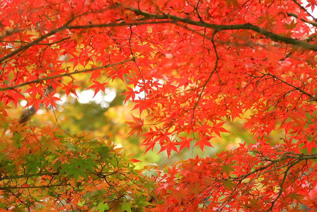 autumn-leaves_00001